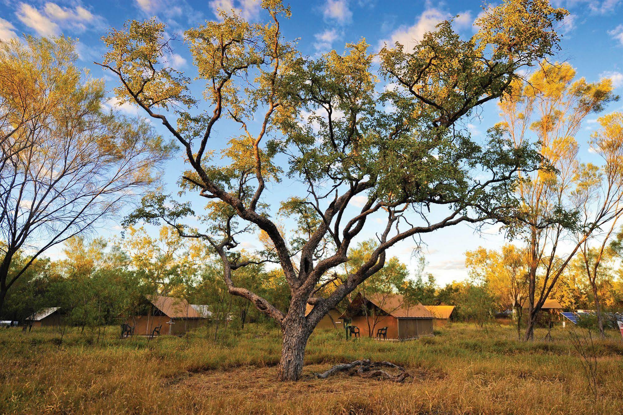 Bungle Bungle Wilderness Lodge Turkey Creek Eksteriør bilde